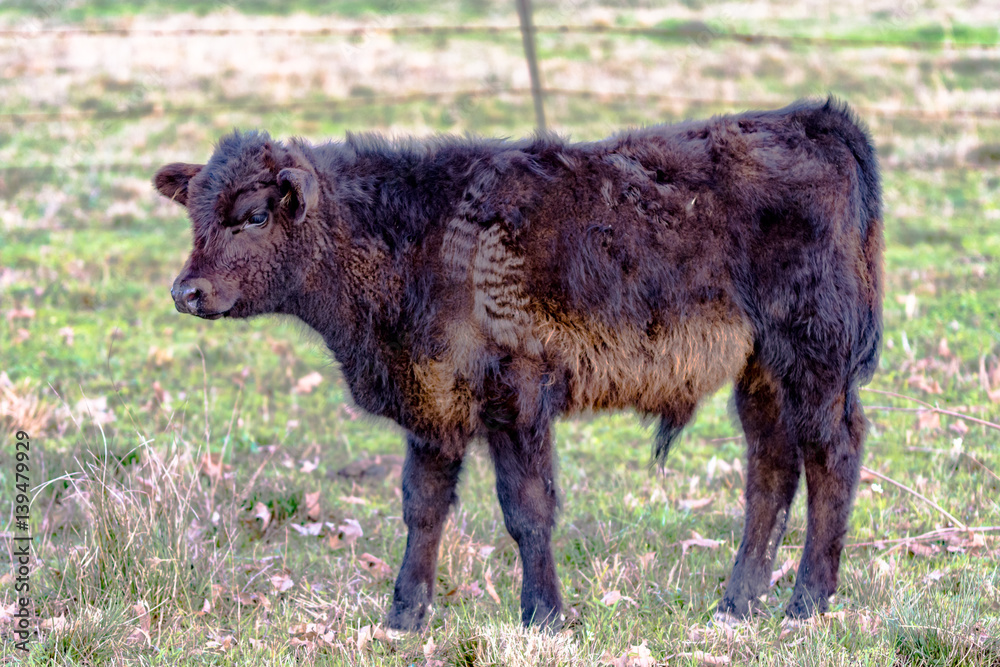 Angus crossbred calf in early spring Angus crossbred calf in early spring