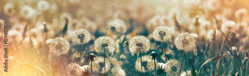 Panel kuchenny z motywem Selective focus dandelion seeds - springtime in meadow