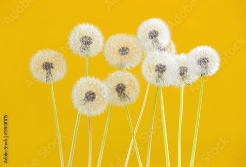 Dandelion flower on yellow color background, object on blank space backdrop, nature and spring season concept.