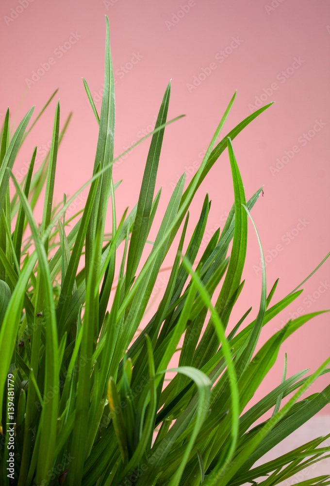 great detail leaf grass on natural background great detail leaf grass on natural background