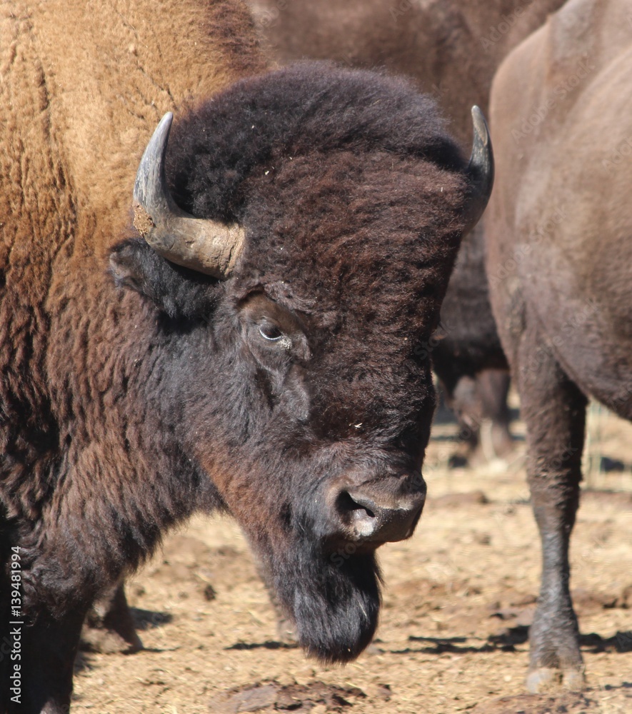 Portrait of an American Bison on the Wyoming-Colorado Border Portrait of an American Bison on the Wyoming-Colorado Border