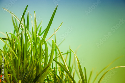 great detail leaf grass on a green background
