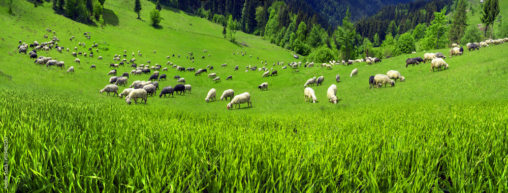 Fototapeta premium sheep Carpathians
