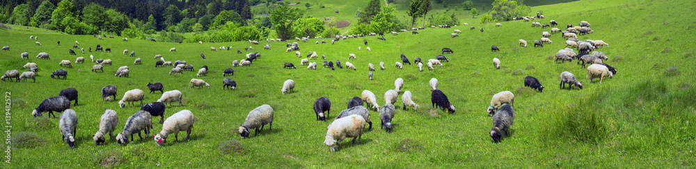 Fototapeta premium sheep Carpathians