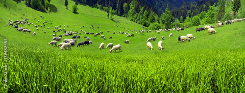 Foto sheep Carpathians