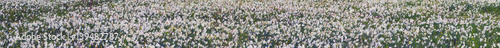 Valley of daffodils, Hust © panaramka