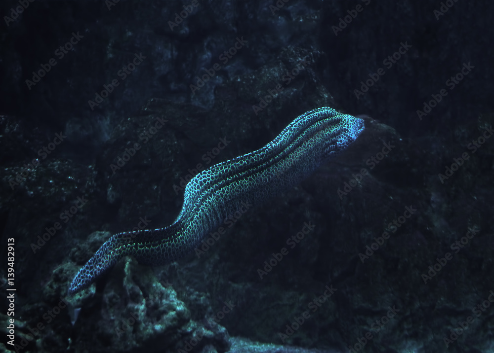 Murena snake spotted at the deep ocean Murena snake spotted at the deep ocean