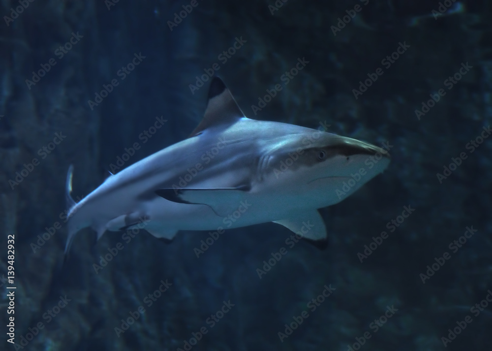 Fototapeta premium Shark full size at deep ocean