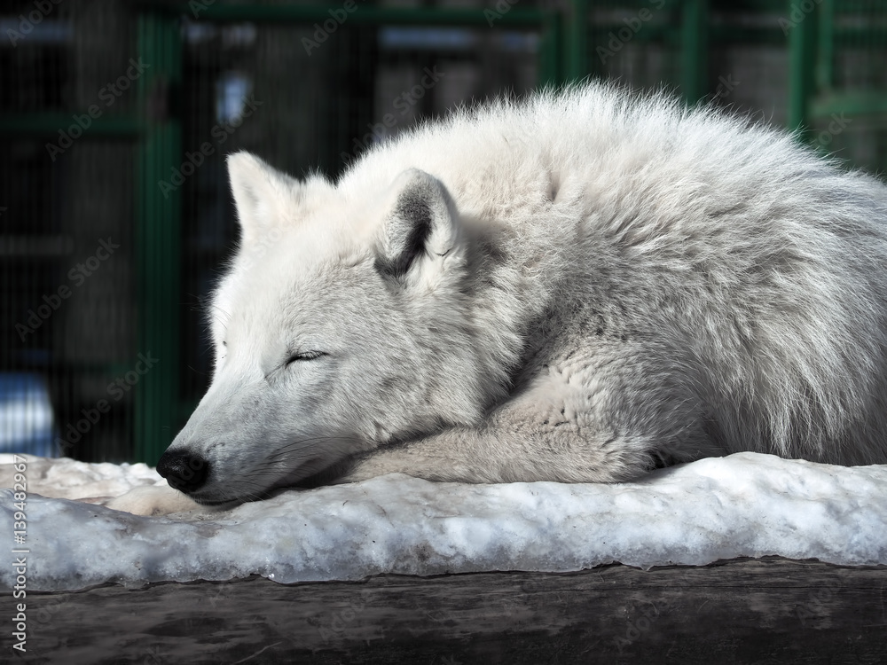 White wolf sleeping at the snow