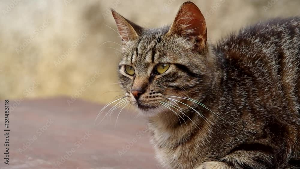 Cat wags with his head from side to side
Cat wags with his head from side to side