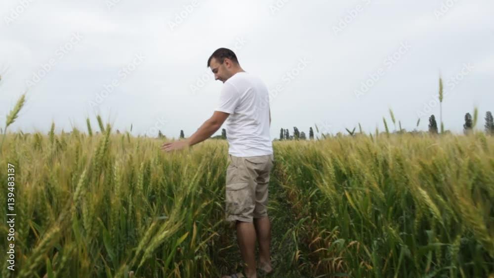 Male farmer walking in the field with wheat and inspects his crop. Man with love stoke wheat spikelets. hd video shot at sunset in early autumn Male farmer walking in the field with wheat and inspects his crop. Man with love stoke wheat spikelets. hd video shot at sunset in early autumn