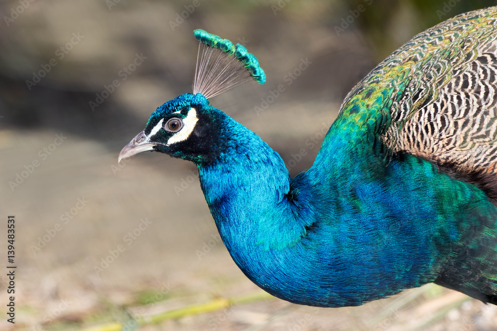 Peafowl bird close up. Peacock (Pavo Cristatus) Peafowl bird close up. Peacock (Pavo Cristatus)