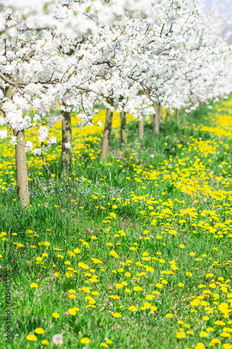 Spring day in a beautiful white blossom orchard and dandelion and grass meadow full of sun and bright light as season and agriculture background