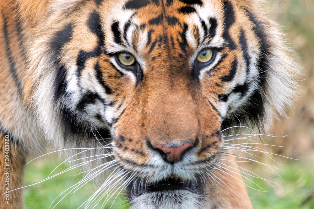 Naklejka premium Sumatran Tiger Close Up. Eye of the tiger.