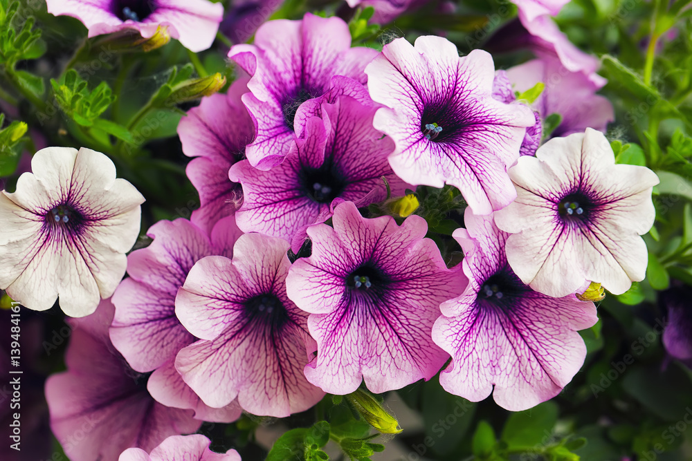 purple petunia flowers in the garden in Spring time