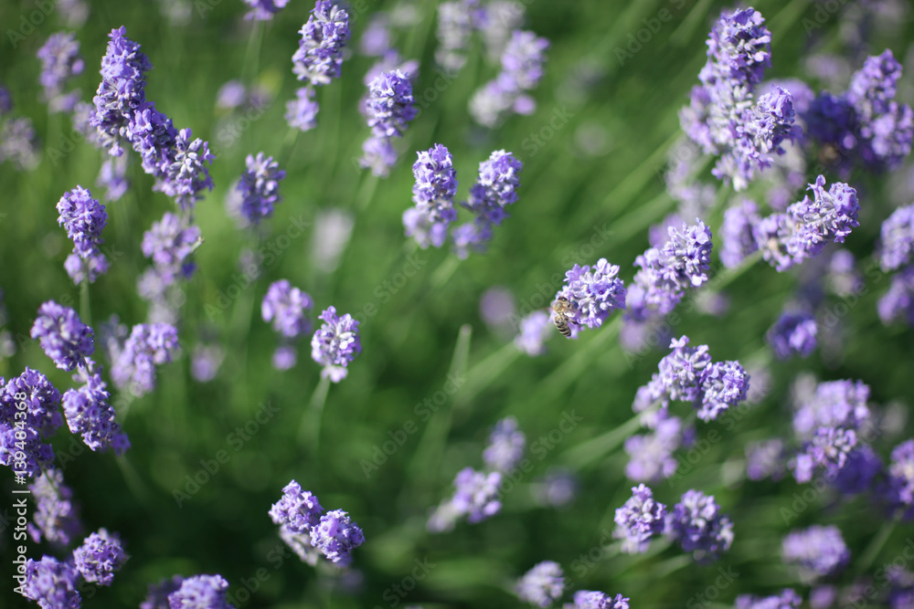 Carpet of blue flowers with bright green leaves. Carpet of blue flowers with bright green leaves.