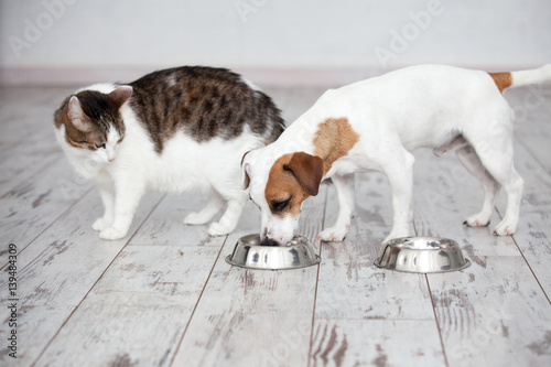 Fototapeta Naklejka Na Ścianę i Meble -  Cat and dog eats food from bowl