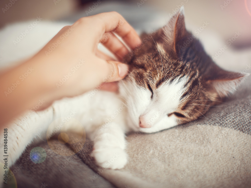 Woman petting a cat