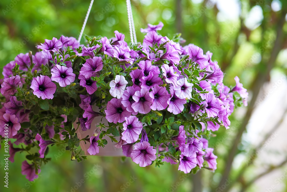 Obraz premium fioletowe kwiaty petunii w ogrodzie w okresie wiosennym