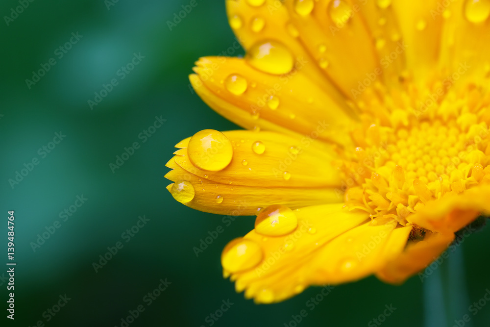 beautiful yellow daisy in the morning dew beautiful yellow daisy in the morning dew