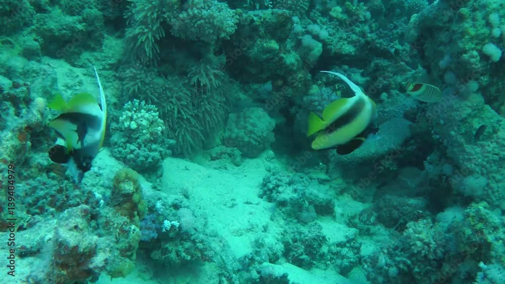 A pair of Red Sea Bannerfish (Heniochus intermedius) swims on a coral background, then leaves the frame, medium shot.
A pair of Red Sea Bannerfish (Heniochus intermedius) swims on a coral background, then leaves the frame, medium shot.