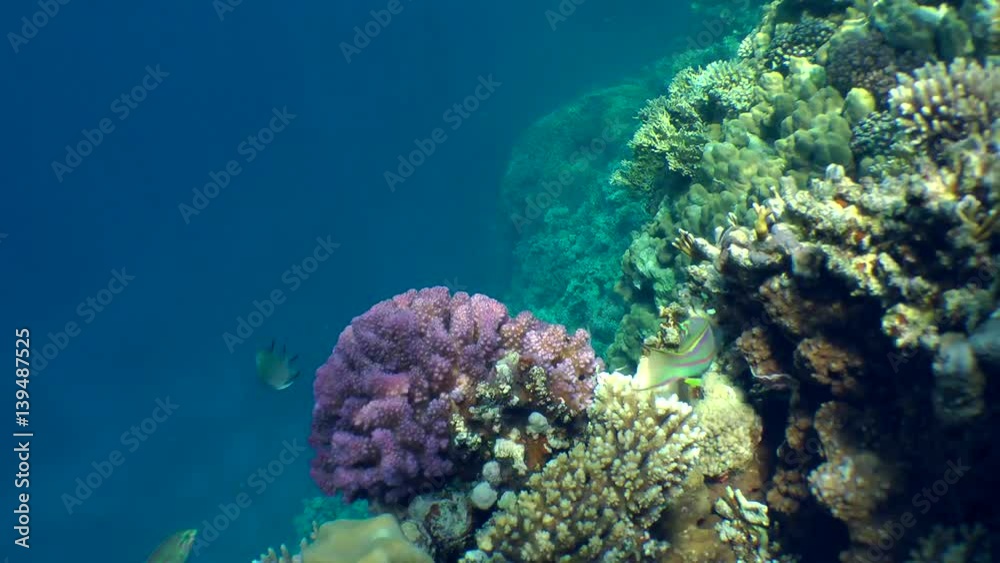 A pair of Klunzinger's wrasse (Thalassoma rueppellii) swim through the frame on the background of a coral bush.

