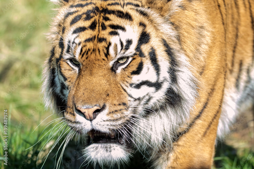 Female Sumatran Tiger. Endangered Animal