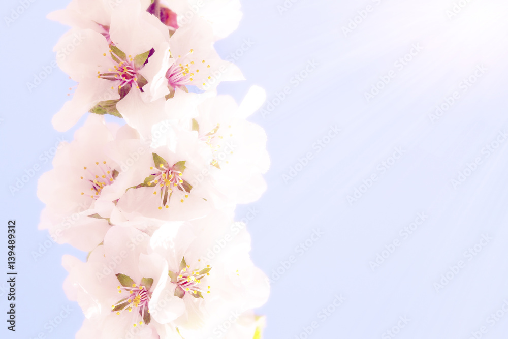 Blooming sacura or cherry tree over blue sky Blooming sacura or cherry tree over blue sky