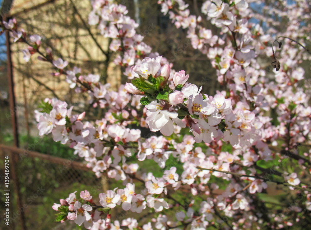 Beautiful White Cherry Blossom in spring time season. Abstract natural background. little white flowers on tree branches Beautiful White Cherry Blossom in spring time season. Abstract natural background. little white flowers on tree branches