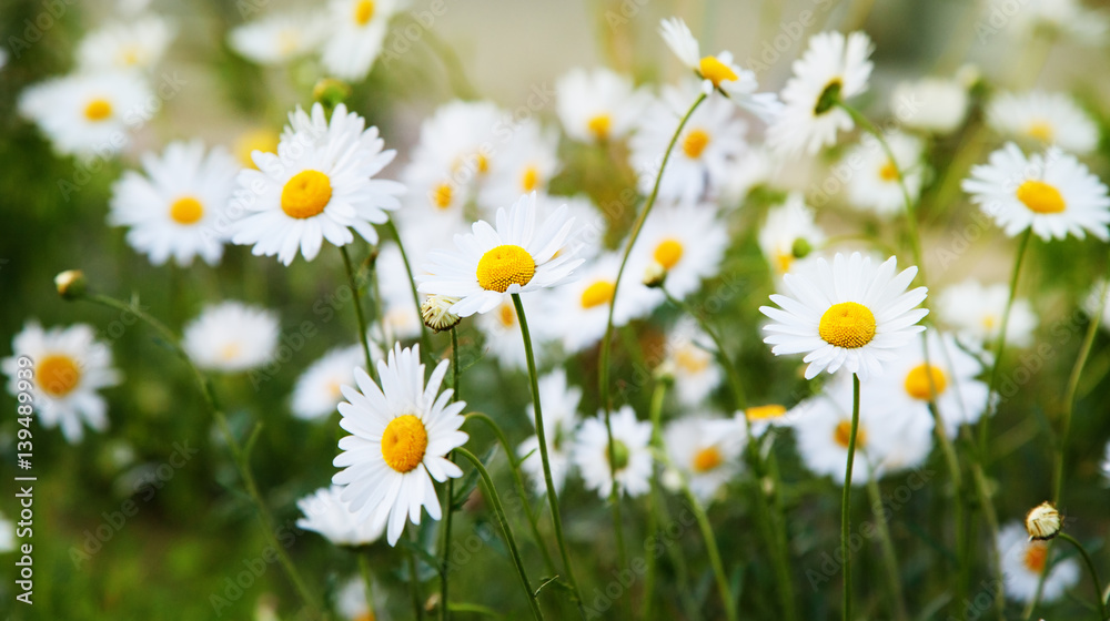 Fototapeta premium A lot of camomile flowers on a summer meadow