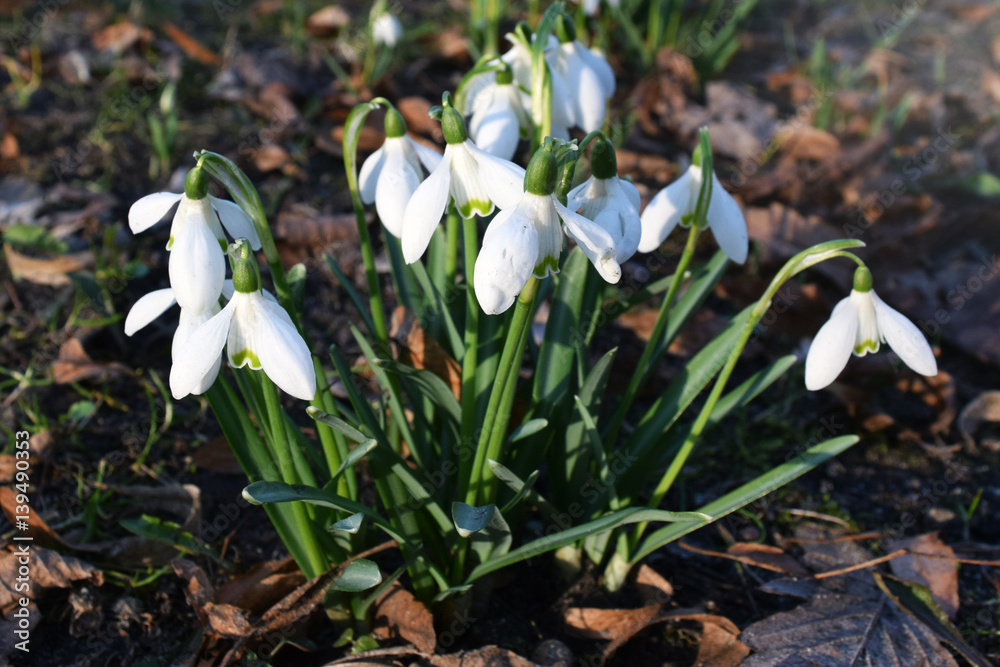 Przebiśniegi. Spring snowdrop flowers blooming in sunny day. Przebiśniegi. Spring snowdrop flowers blooming in sunny day.