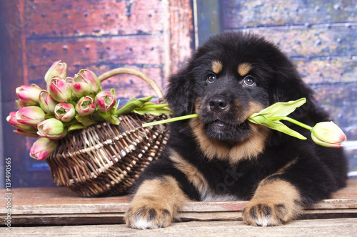  puppy of a Tibetan mastiff holding a flower photo