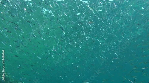 Wallpaper Mural A large flock of Hardyhead Silverside (Atherinomorus lacunosus) against a background of a water surface.
 Torontodigital.ca