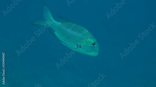 Humpnose big-eye bream (Monotaxis grandoculis) swims in the water column, medium shot.
 photo