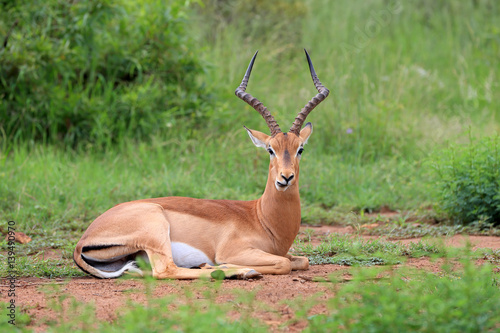 Antylopa impala zwyczajna w parku narodowym Pilanesberg