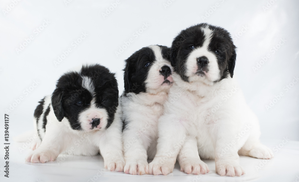 landseer puppy landseer puppy