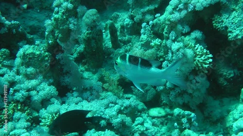 Young Humpnose big-eye bream (Monotaxis grandoculis) swims on the background of the reef, then leaves the frame, wide shot.
 photo