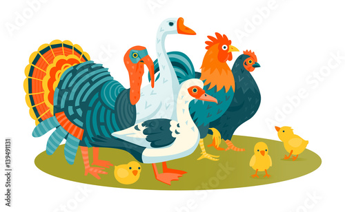 Group of domestic funny birds vector illustration cartoon style