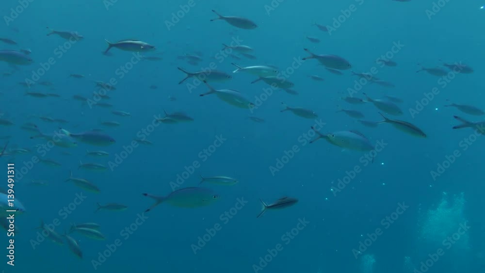 A flock of Suez Fusilier (Caesio suevica) swims in the water column, wide shot.
A flock of Suez Fusilier (Caesio suevica) swims in the water column, wide shot.