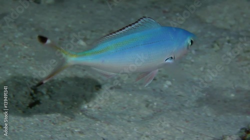 Sea fish Suez Fusilier (Caesio suevica) makes several turns over the bottom, medium shot.
 photo