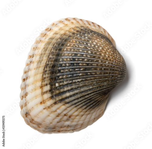 Seashell anadara on white