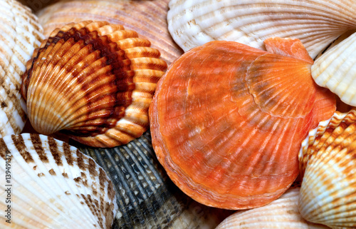 Background of seashells