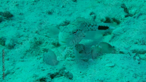 Wallpaper Mural Speckled sandperch (Parapercis hexophtalma) lies on the sandy bottom and rotates the eyes, medium shot.
 Torontodigital.ca