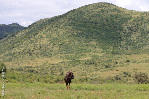 antylopa gnu pręgowane w parku narodowym Pilanesberg © andrzej_67