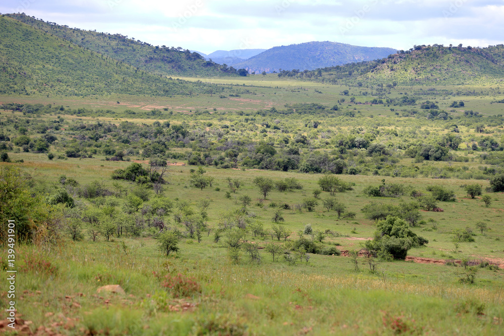 Sawanna w Parku Narodowym Pilanesberg