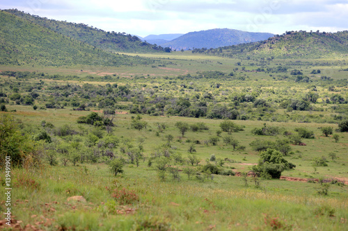 Sawanna w Parku Narodowym Pilanesberg