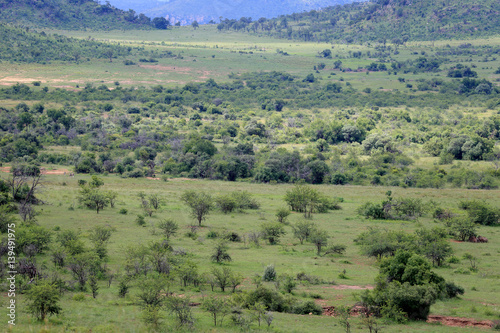 Sawanna w parku narodowym Pilanesber w Republice Południowej Afryki