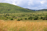 Sawanna w parku narodowym Pilanesber w Republice Południowej Afryki
