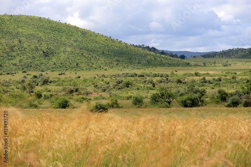 Sawanna w parku narodowym Pilanesber w Republice Południowej Afryki © andrzej_67
