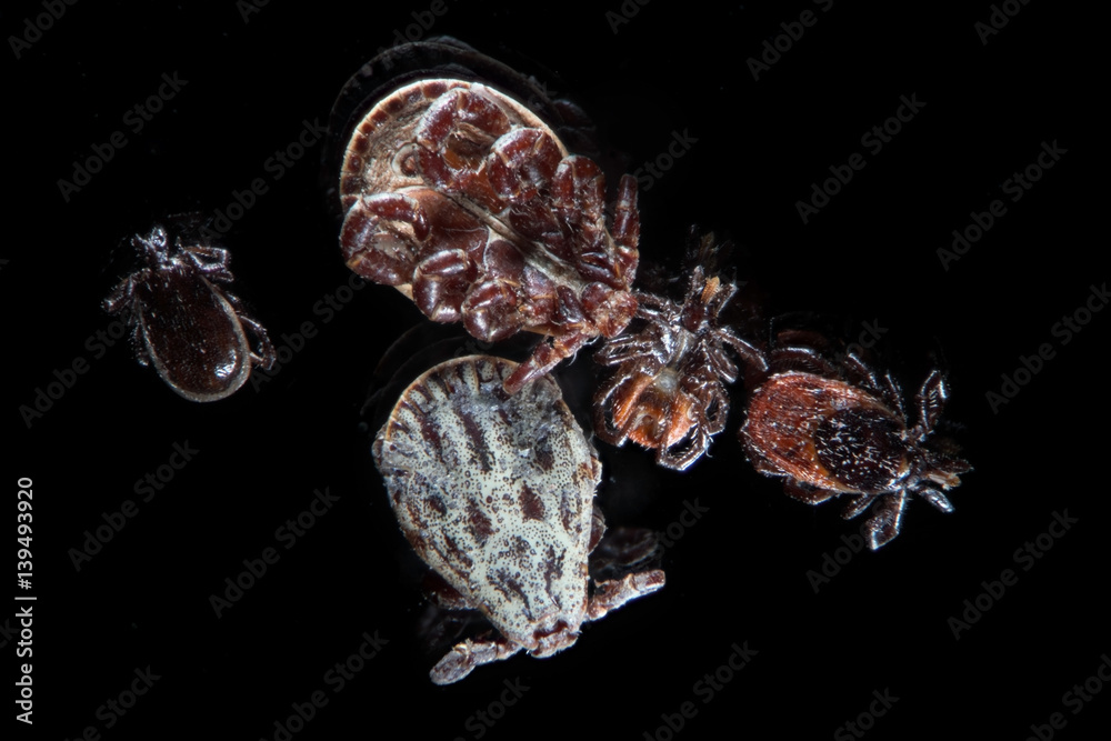 Φωτογραφία Microscopic parasites ticks, mites, Ixodes scapularis or deer tick or blacklegged tick, Dermacentor reticulatus or Ornate Cow Tick